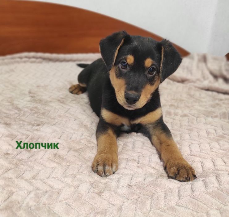 Цуценята в пошуках дому