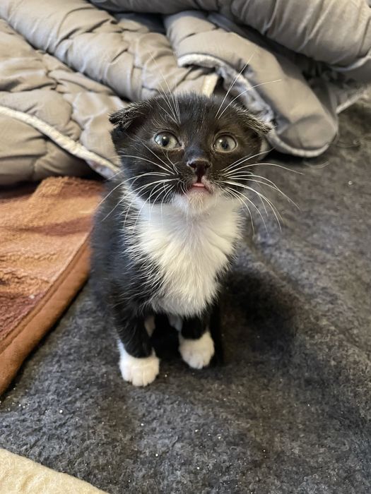 Вісловухі дівчатка та сіамський принц готові до нового дому