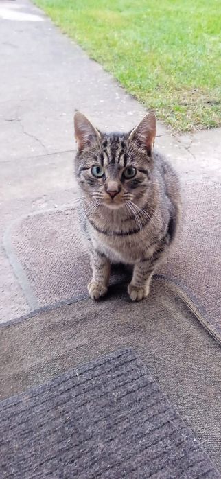 Kotki do adopcji za darmo