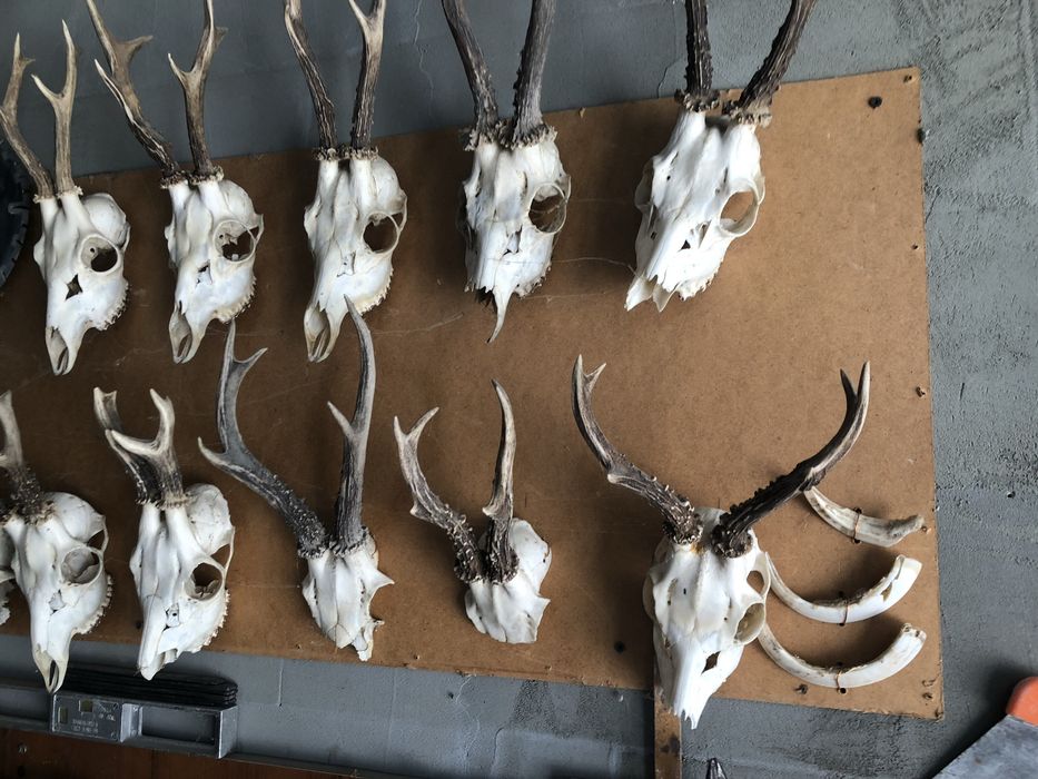 Продам роги самця косулі