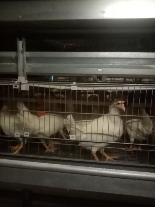 Продам  курочку несушку