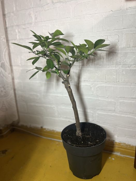 Продам лимон самозапильний