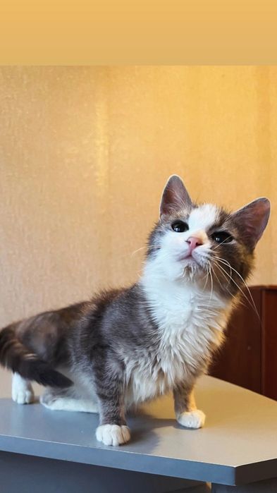 Отдам серо-белого котенка, девочка, 5 месяцев