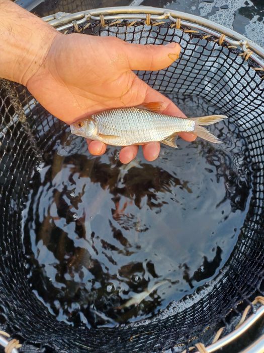 Karp narybek/kroczek. Jesiotr,Lin,Sandacz.