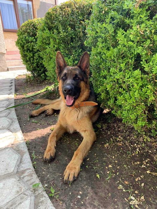 В"язка кобель 3 роки німецька вівчарка