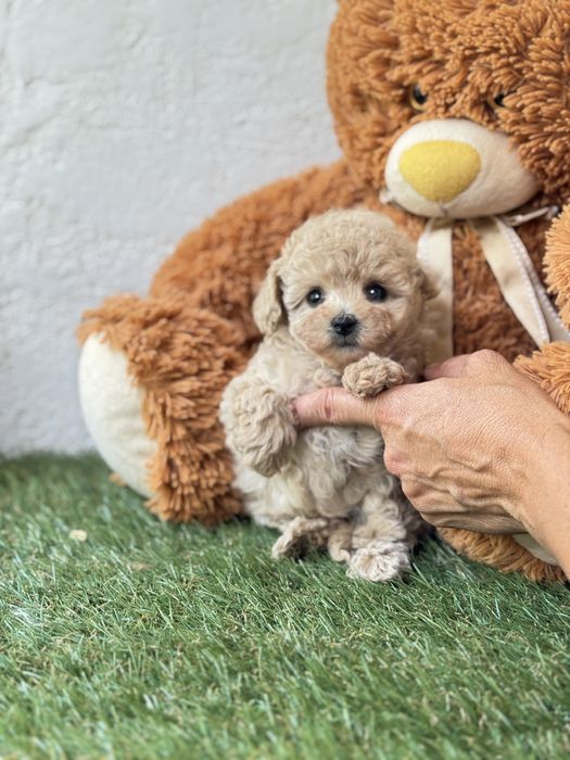 Микро мальтипу девочка тедди