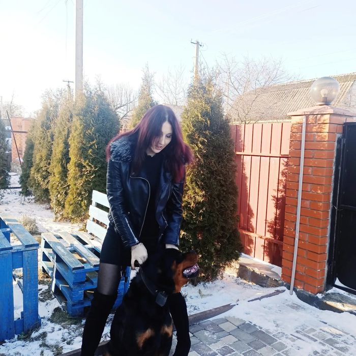 Молодий  Ротвейлер шукає красуню для в'язання.