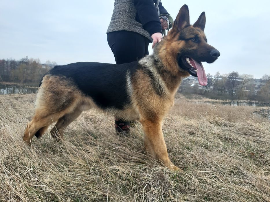 Пропонується кобель для в`язки німецька вівчарка