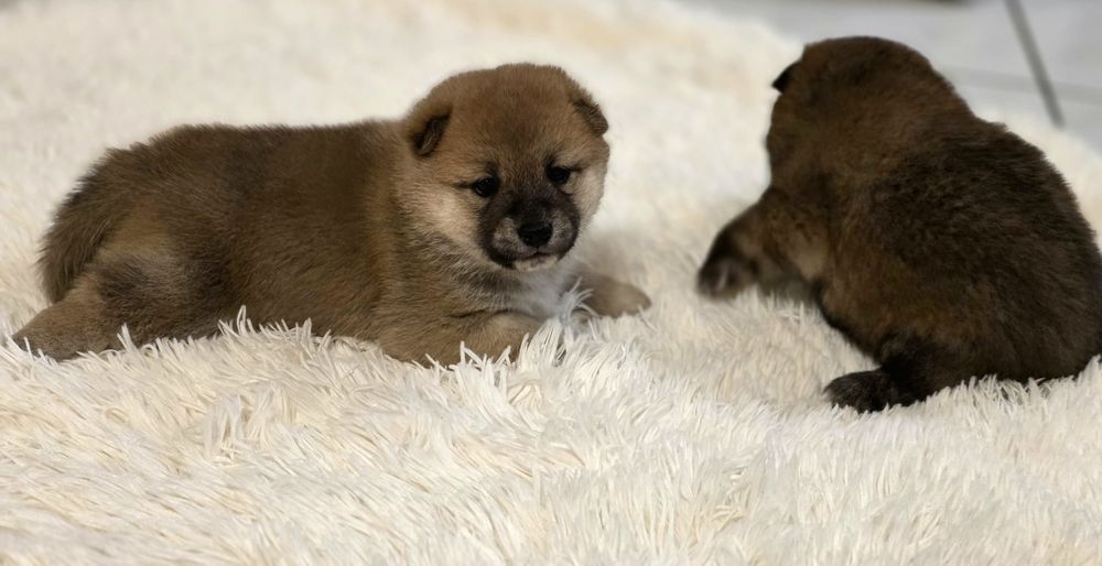 Shiba inu fci z rodowodem