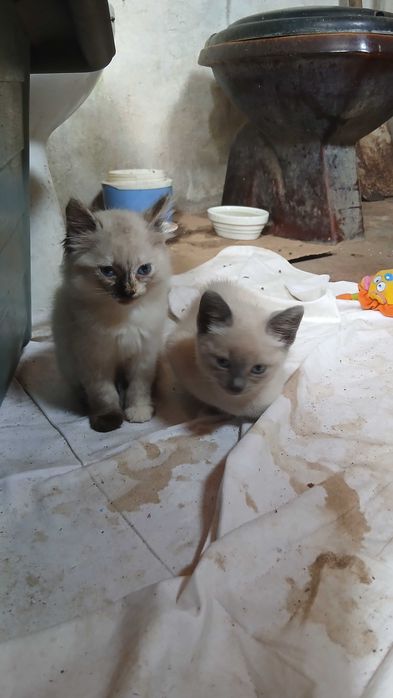 Gatinhas para adoção