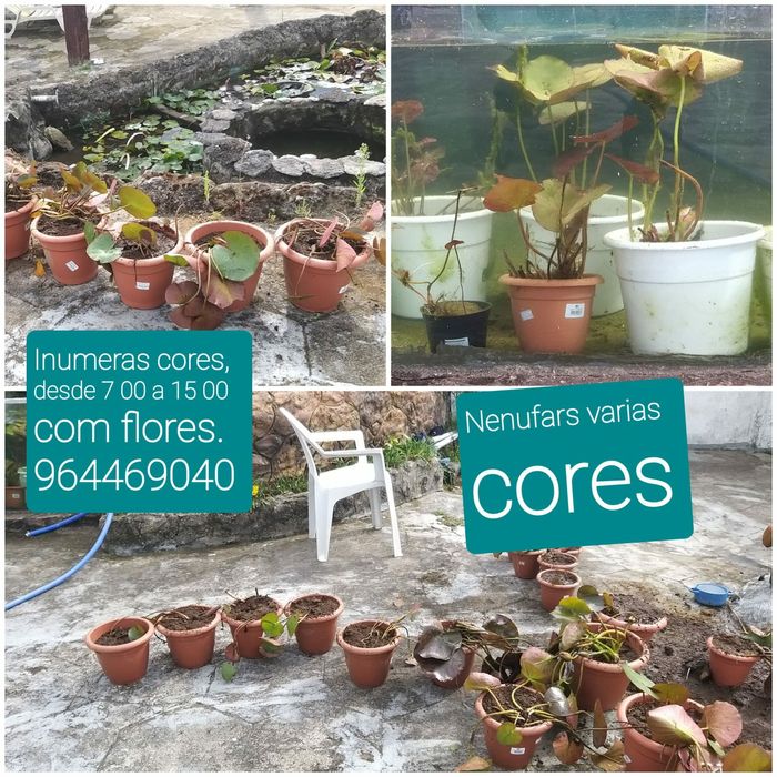 Carpas Koi  coloridas   Promoçao de Nenufares  diversas cores   outono