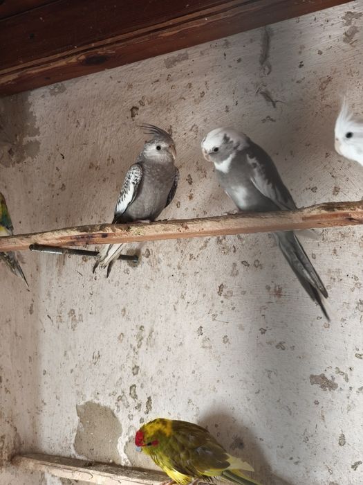 Sprzedam młode papugi