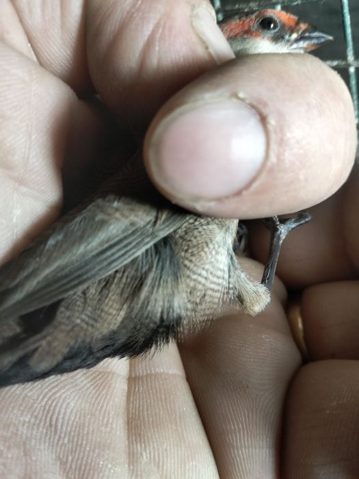 Passarinhos disponíveis para cantar ou criar