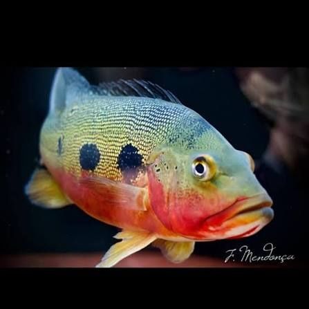 Cichla Fogo,Kelberi,Monoculus,Ocelaris 6 szt +30cm