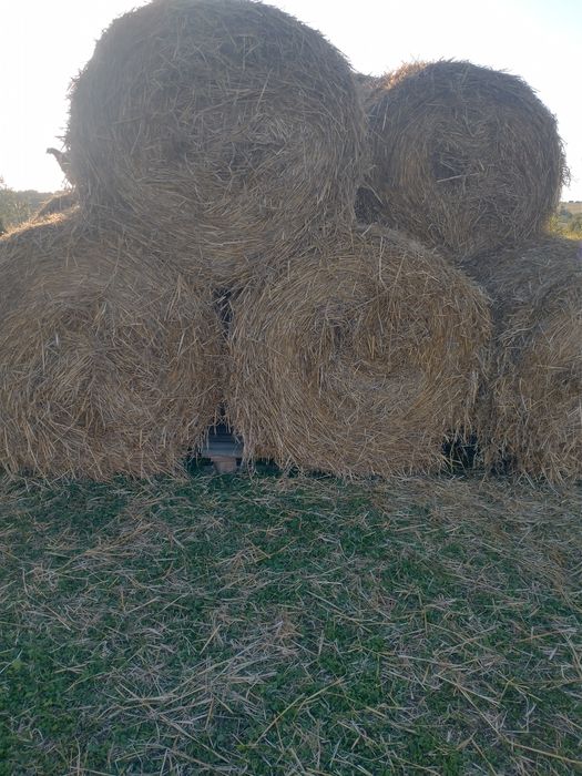 Słoma bele tegoroczna