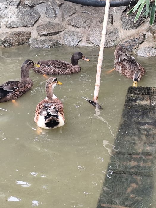 Vendo casais de patos Rouen