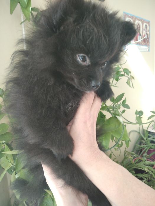 Девочки-шпица красавици