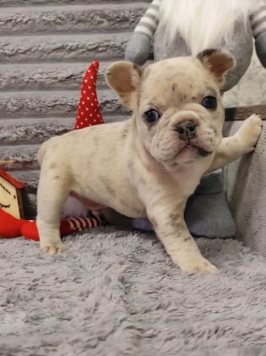 Французький бульдог