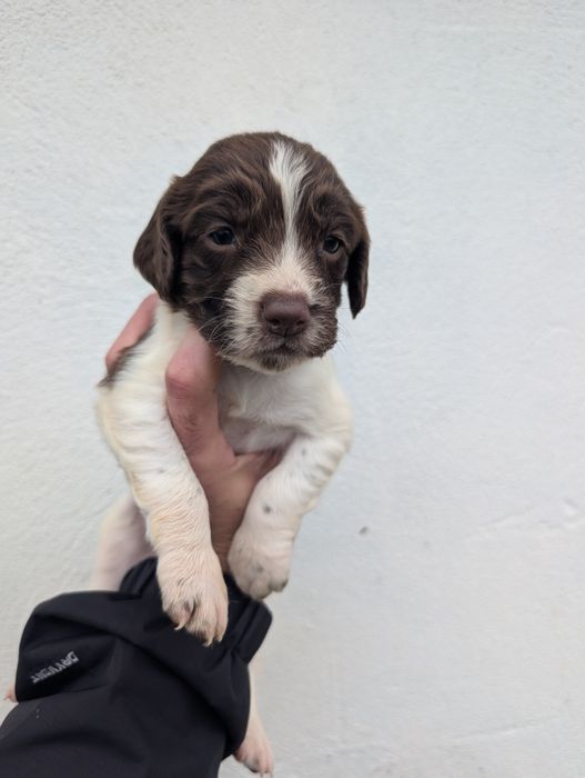 english springer spaniel Lop