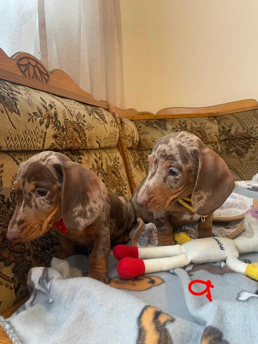 Jamnik Chocko merle Piesek = Atom Unikat ! Bielsko-Biała • OLX.pl