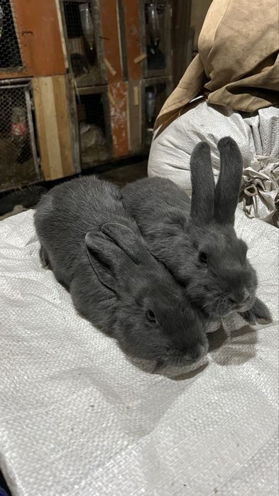 Віденьська голуба