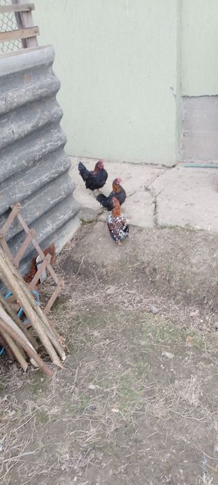 Американські кури