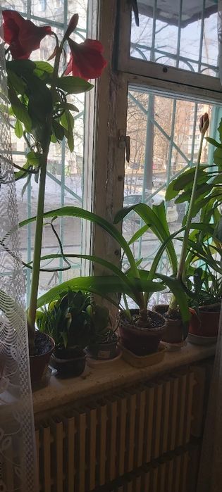 Гиппеаструм семейства амариллис