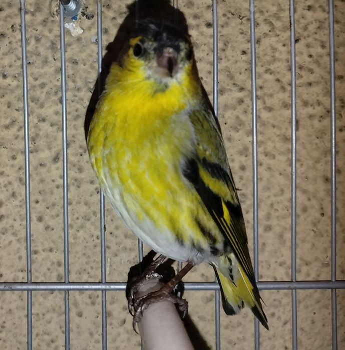 Vendo ou troco bom macho do ano passado