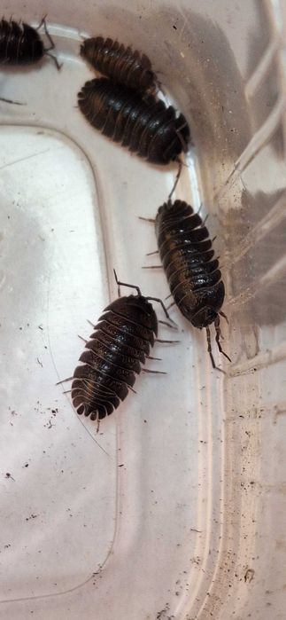Isopody Armadillidium pallasii creation giant