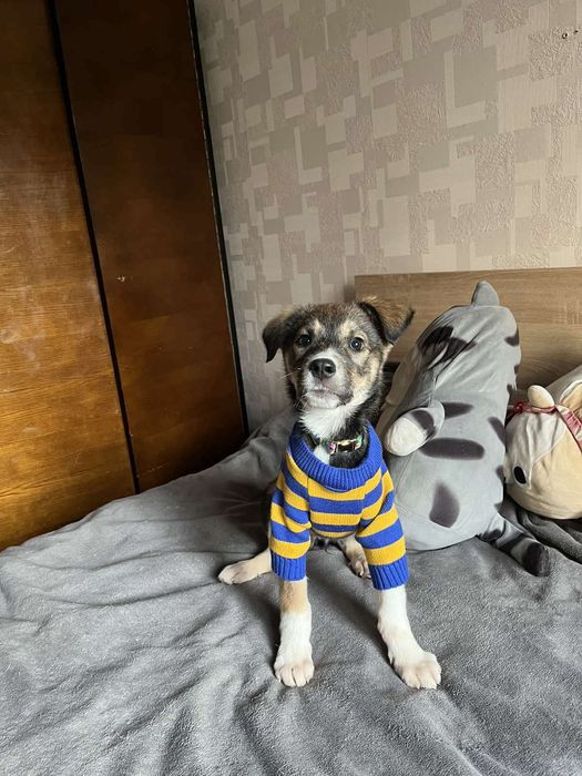 Цуцик ,песик,собачка в добрі руки