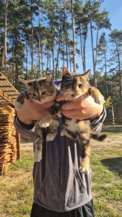 Кошенята, кошеня , котики