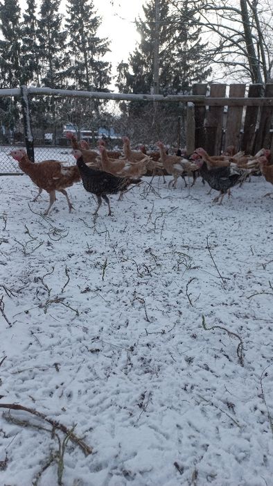 Sprzedam indyki samce