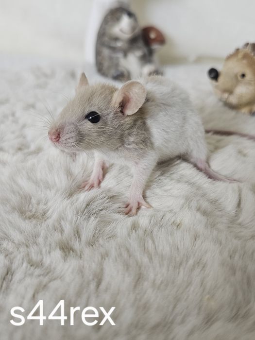 Szczur szczury szczurki