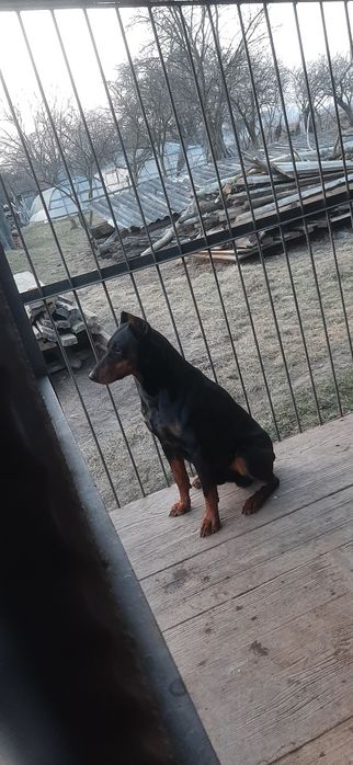 В'язка, доберман