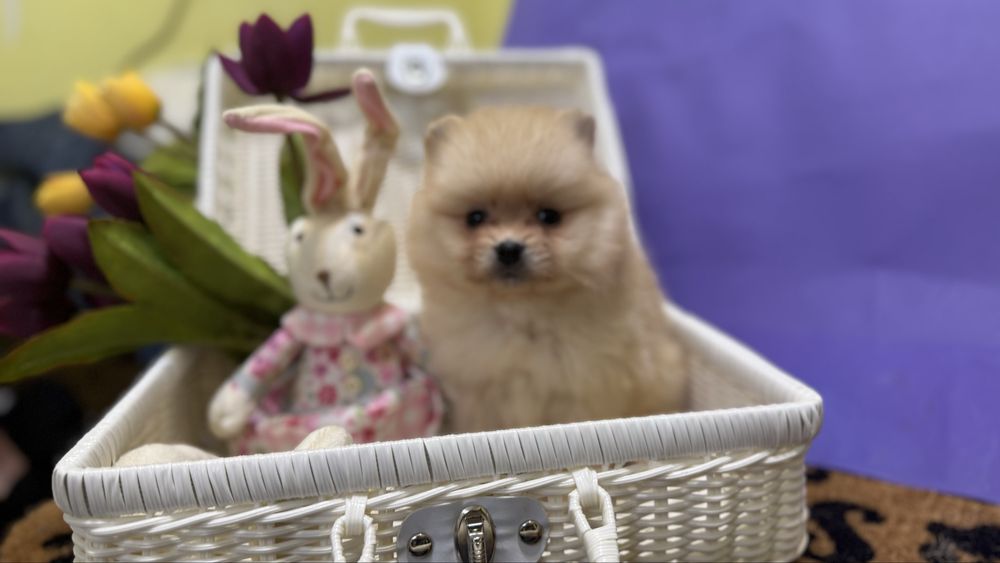 Дівчинка кроха шпиць