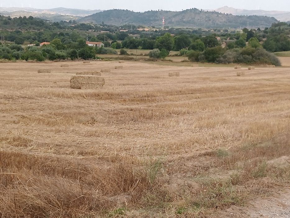 Palha centeia, e de aveia malhada