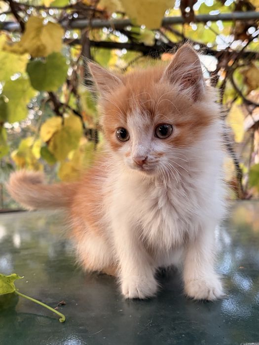 Віддам котиків в хороші руки. Два хлопчика