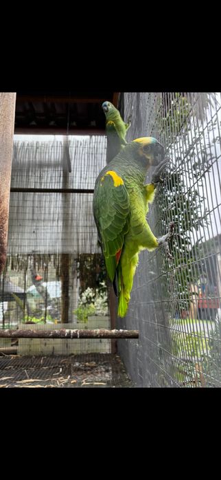 Amazonas aestivas