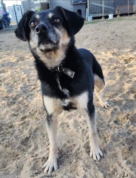 Luka 7 letnia wylękniona sunia do adopcji