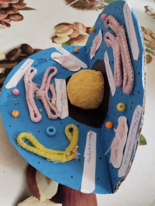 Model komórki zwierzęcej