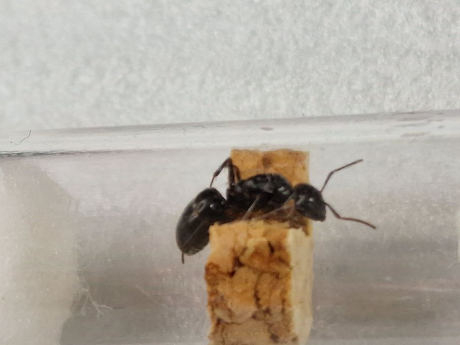 Camponotus fallax rojkowa 22.05