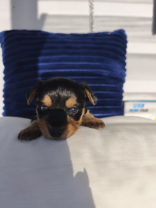 Yorkshire Mini – Macho