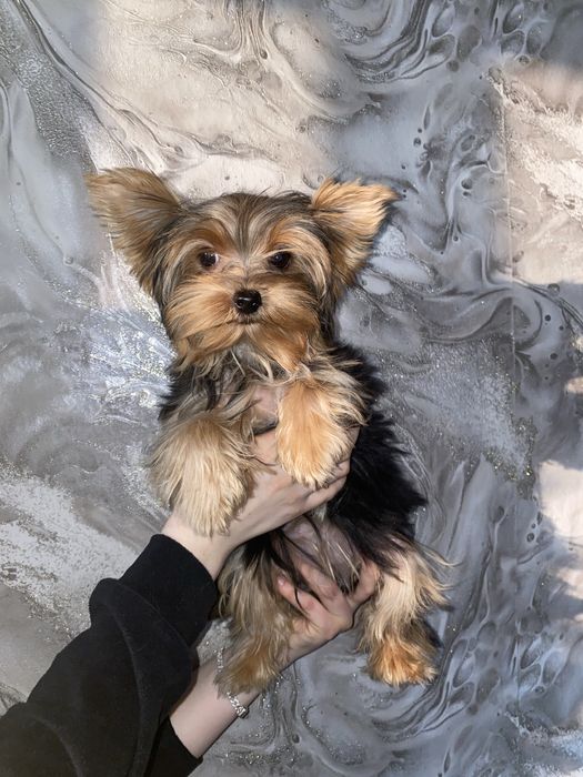 Йорк.  дівчатка міні