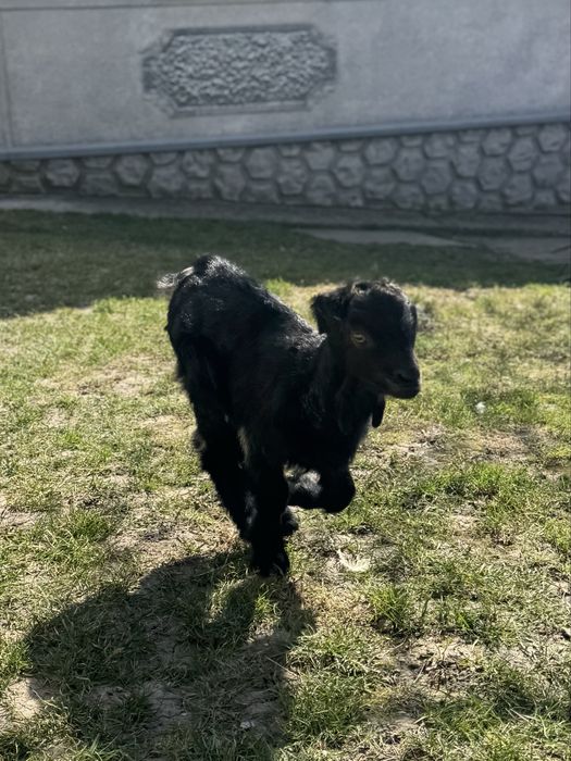 Козлик занівсько-нубійський шукає родину