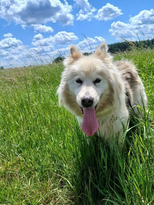 AZULA – piękna jak samojed, wierna jak najlepszy przyjaciel