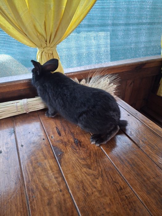 Кролі Німецький Строкач