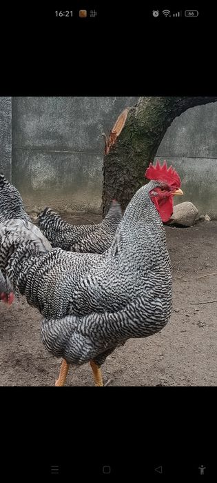 jajka lęgowe amrock