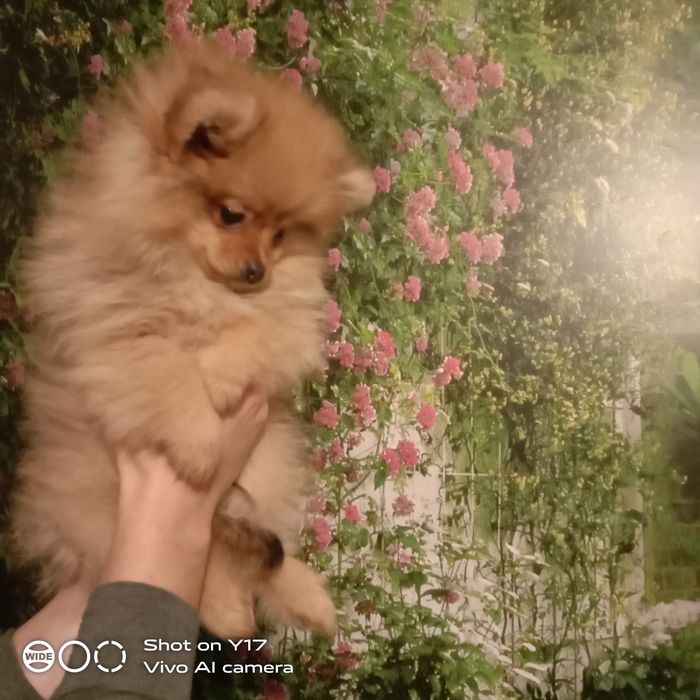 Померанський шпіц.хлопчики