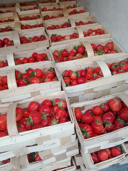 Truskawka Rumba Świeża