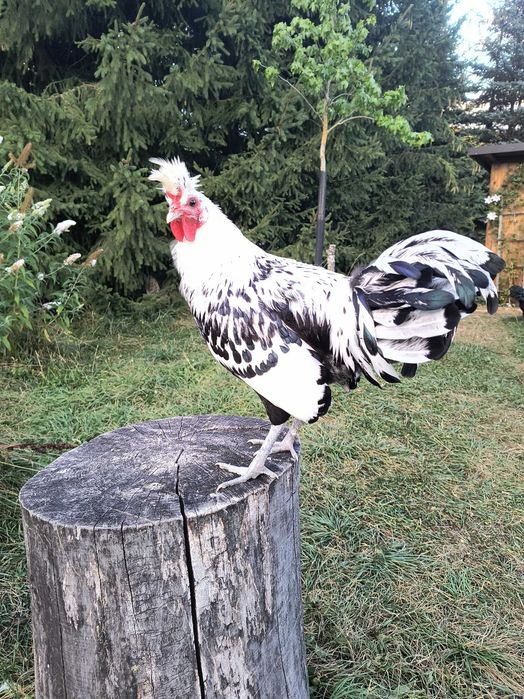 Koguty z kwietnia